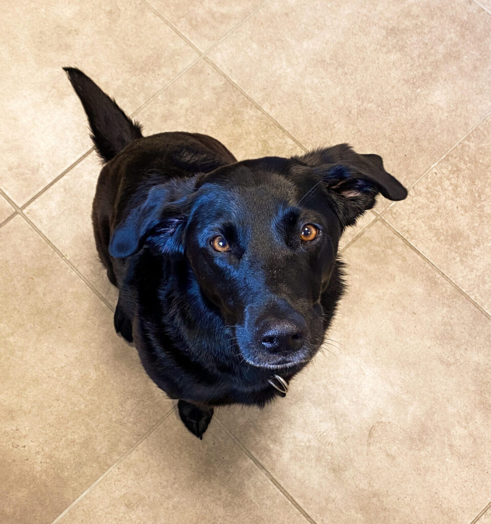 Mascotte clinique vétérinaire des boucaniers nala chien noir